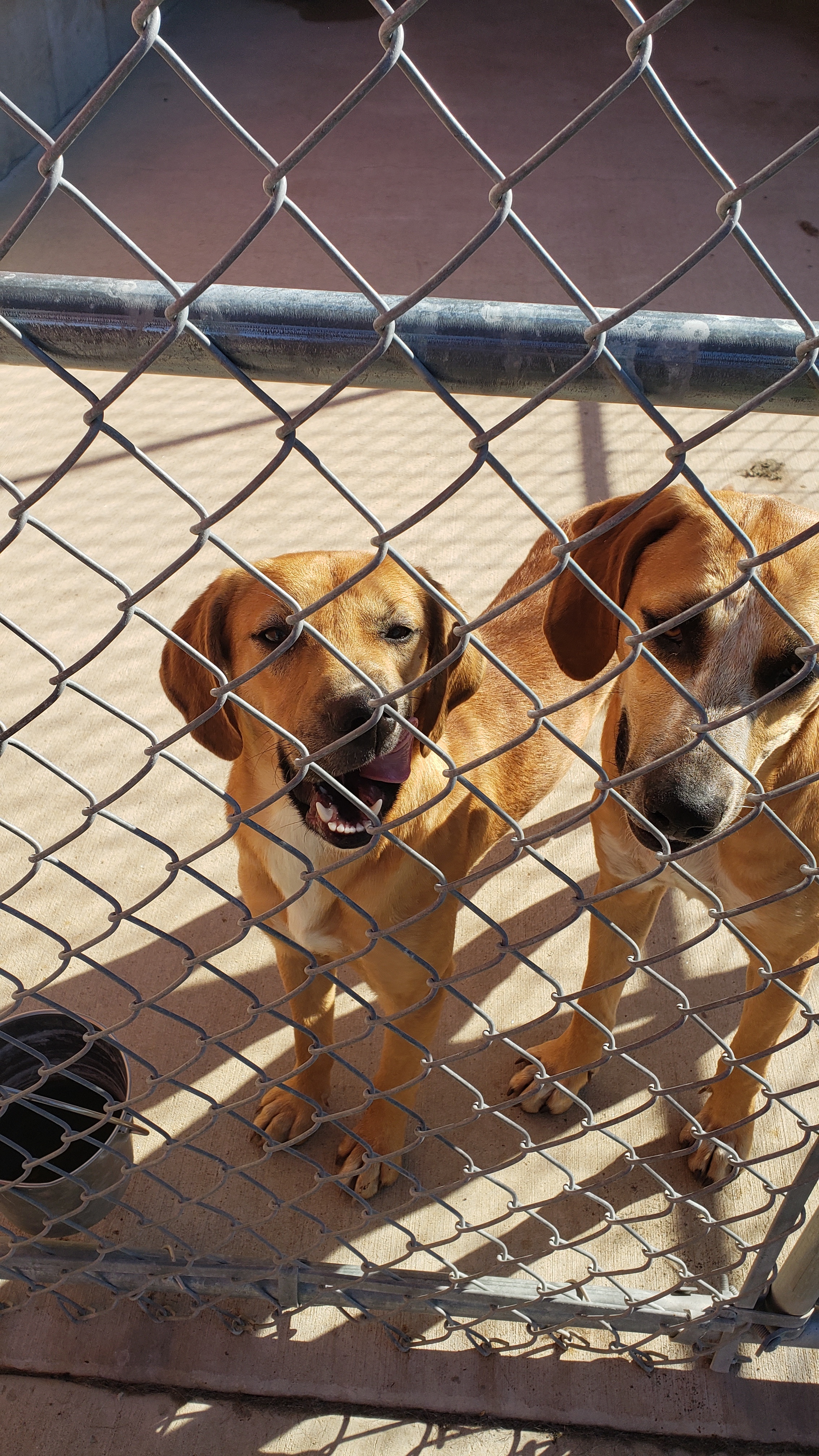 Estelle and Gunther , Adoptable, Adult Female Hound.
