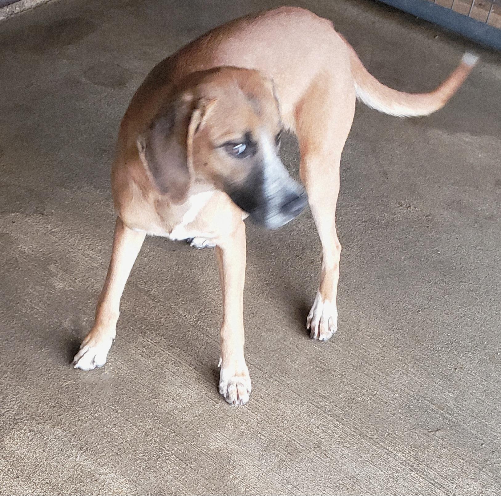 Estelle and Gunther , Adoptable, Adult Female Hound.