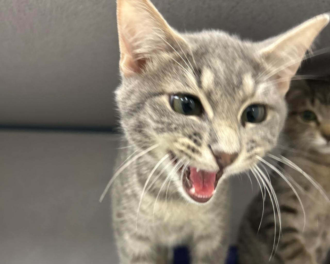 Enlarge Chesney, a Adoptable Domestic Short Hair in Raleigh, NC image 1/5