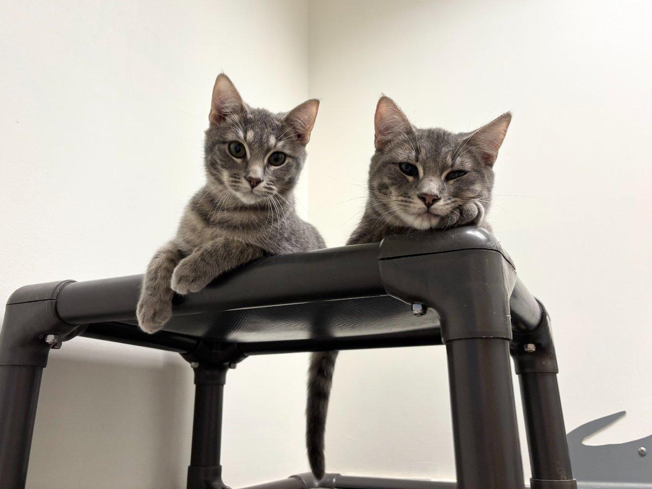 Enlarge Chesney, a Adoptable Domestic Short Hair in Raleigh, NC image 3/5