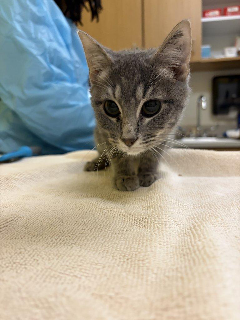 Enlarge Chesney, a Adoptable Domestic Short Hair in Raleigh, NC image 4/5