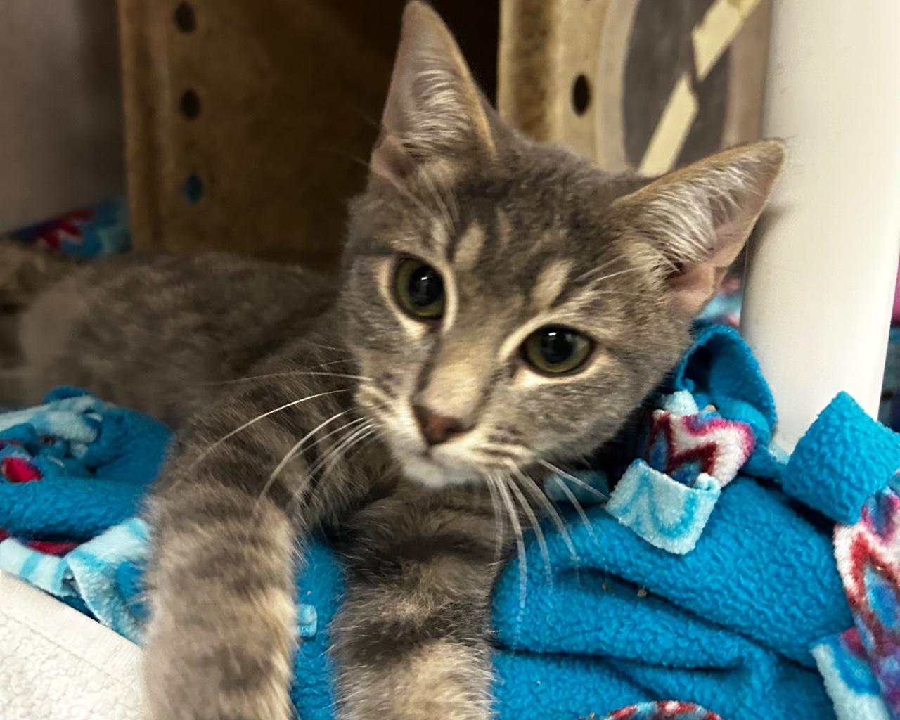 Enlarge Chesney, a Adoptable Domestic Short Hair in Raleigh, NC image 5/5