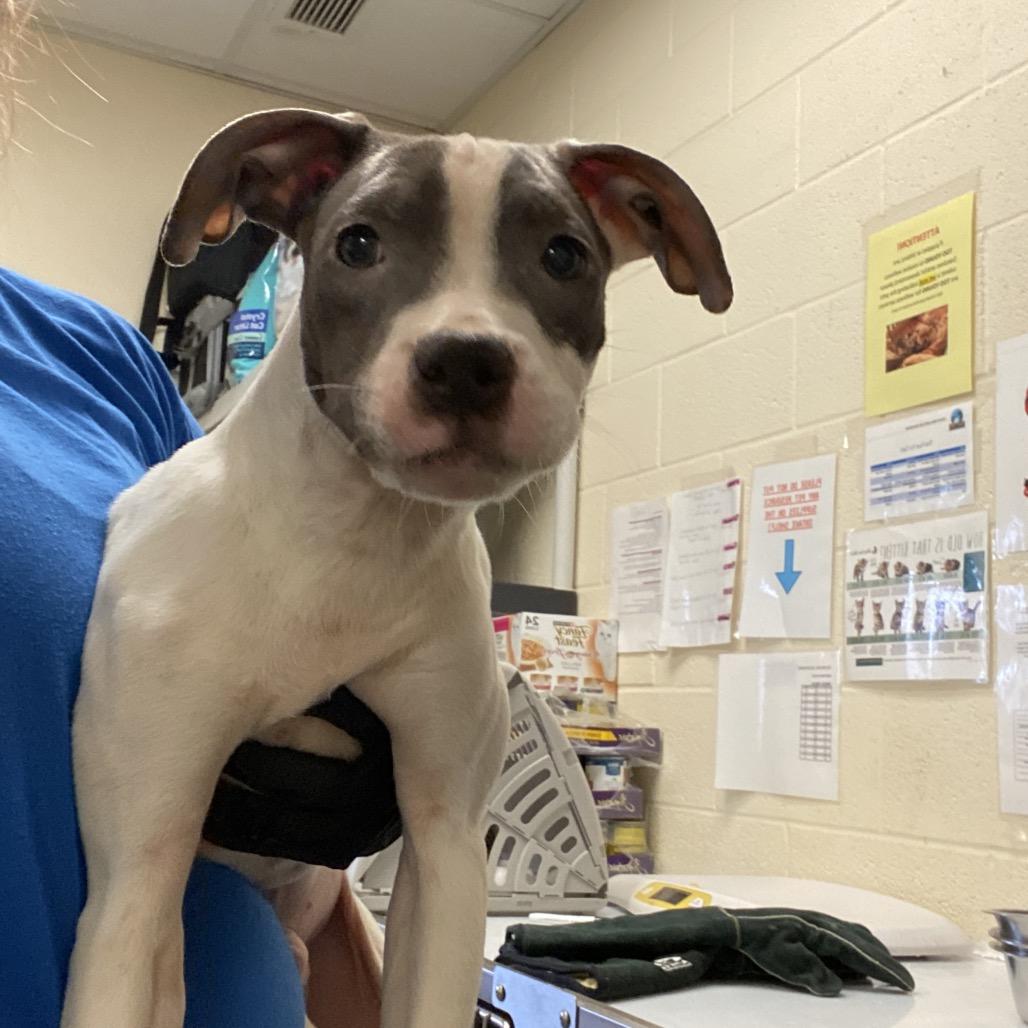 Houdini, Adoptable, Young Male Mixed Breed.
