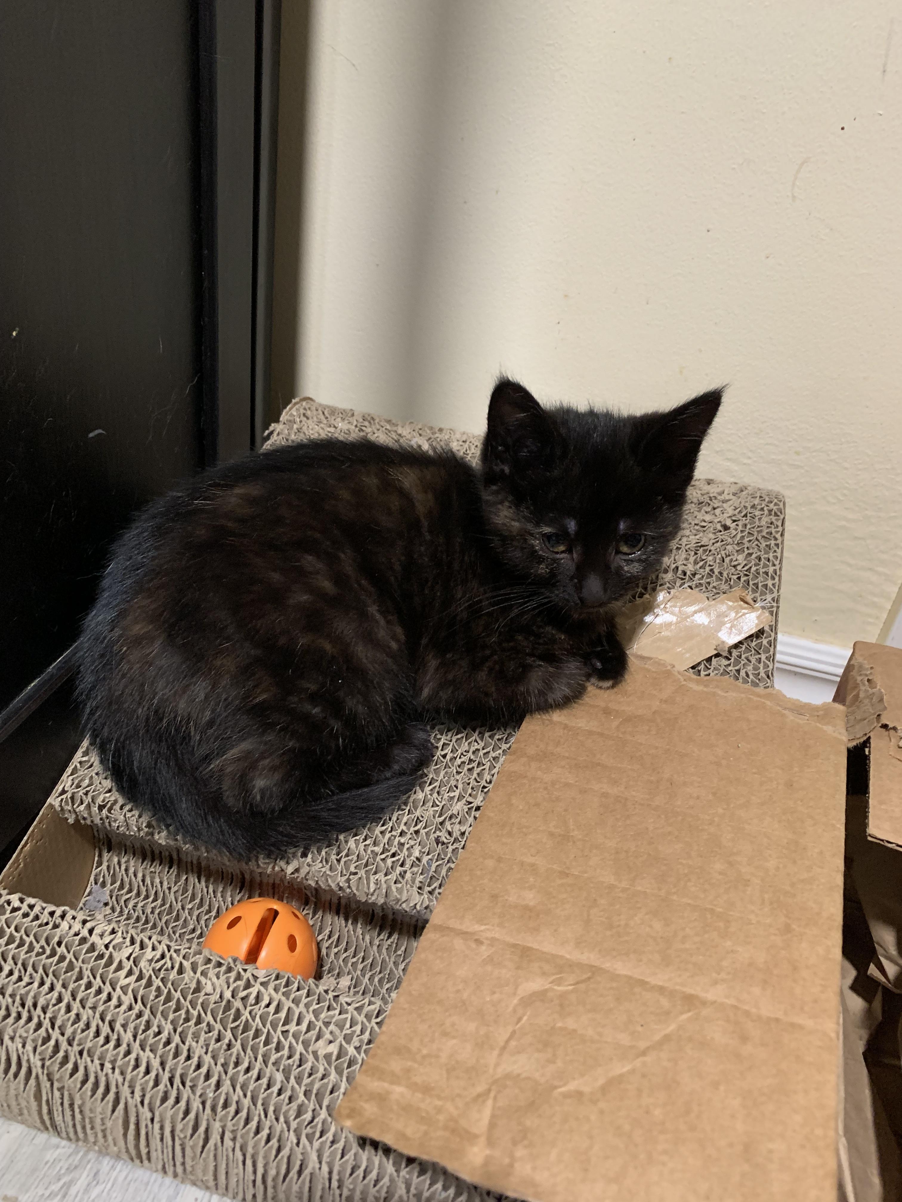 Chili, Adoptable, Young Female Domestic Short Hair.