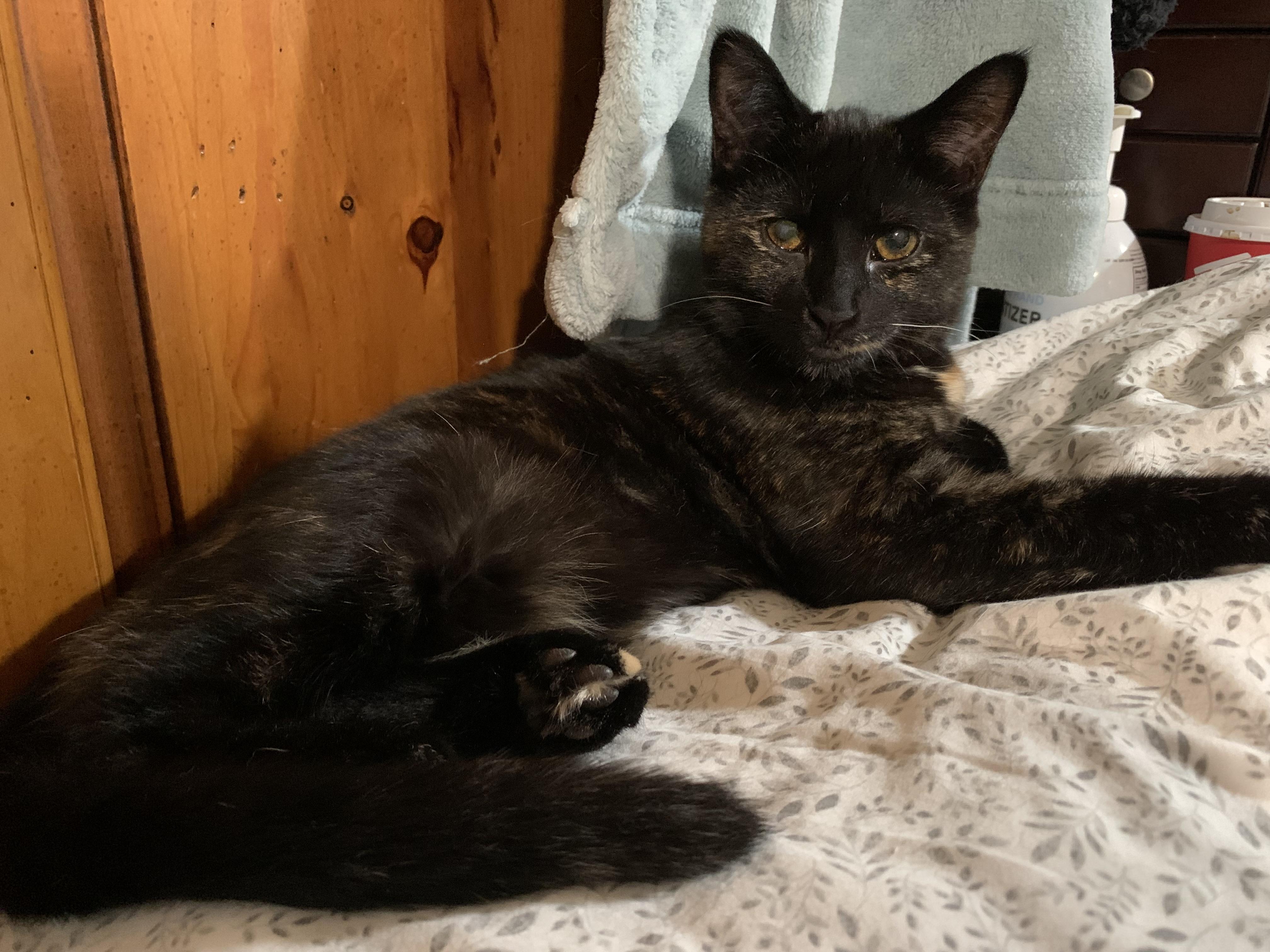 Enlarge Chili, a Adoptable Domestic Short Hair in Zephyr, ON image 2/2