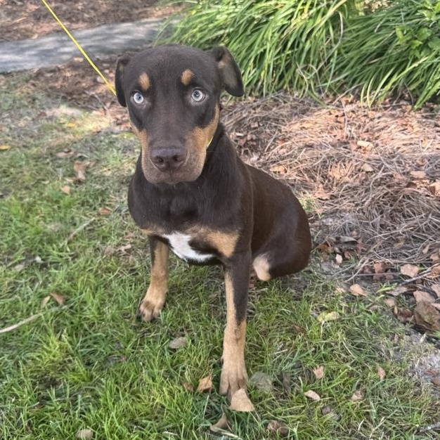 General, ADOPTABLE, Puppy Male Shepherd & Pit Bull Terrier.