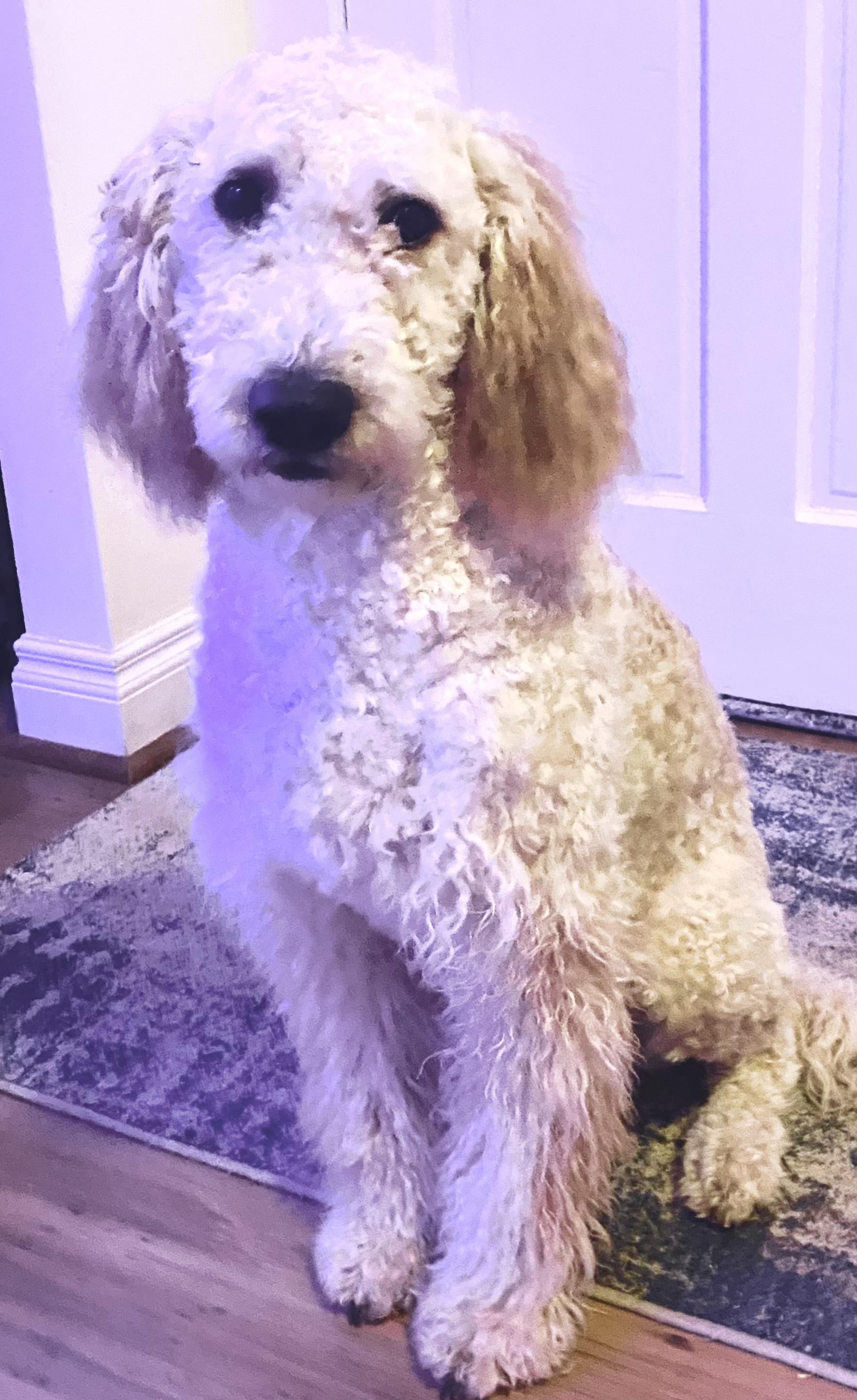 Lady, adopted, Young Female Poodle.