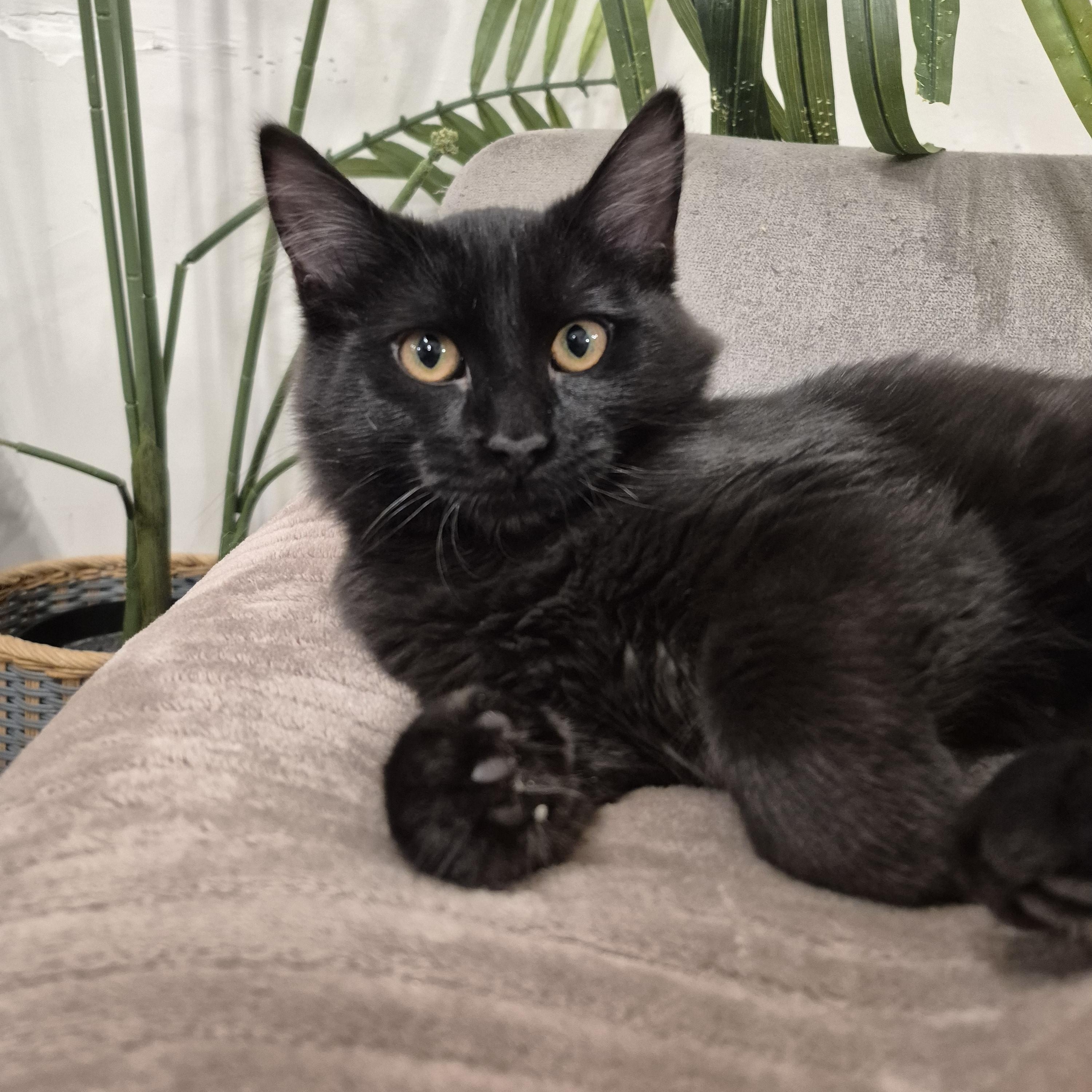 Enlarge Wasabi, an adopted Domestic Medium Hair in Verdun, QC image 1/1