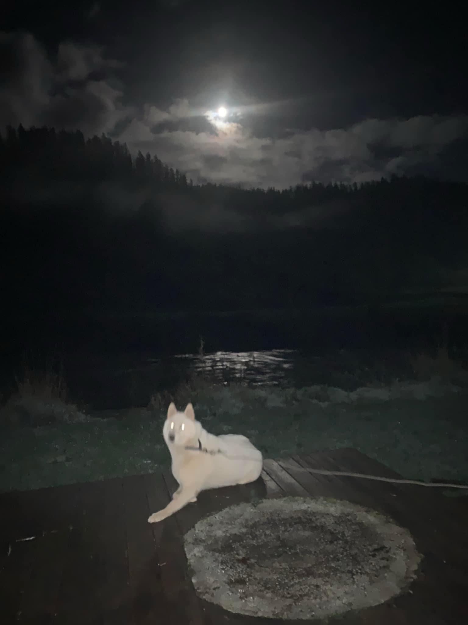 Kiska, Adoptable, Adult Female Husky.