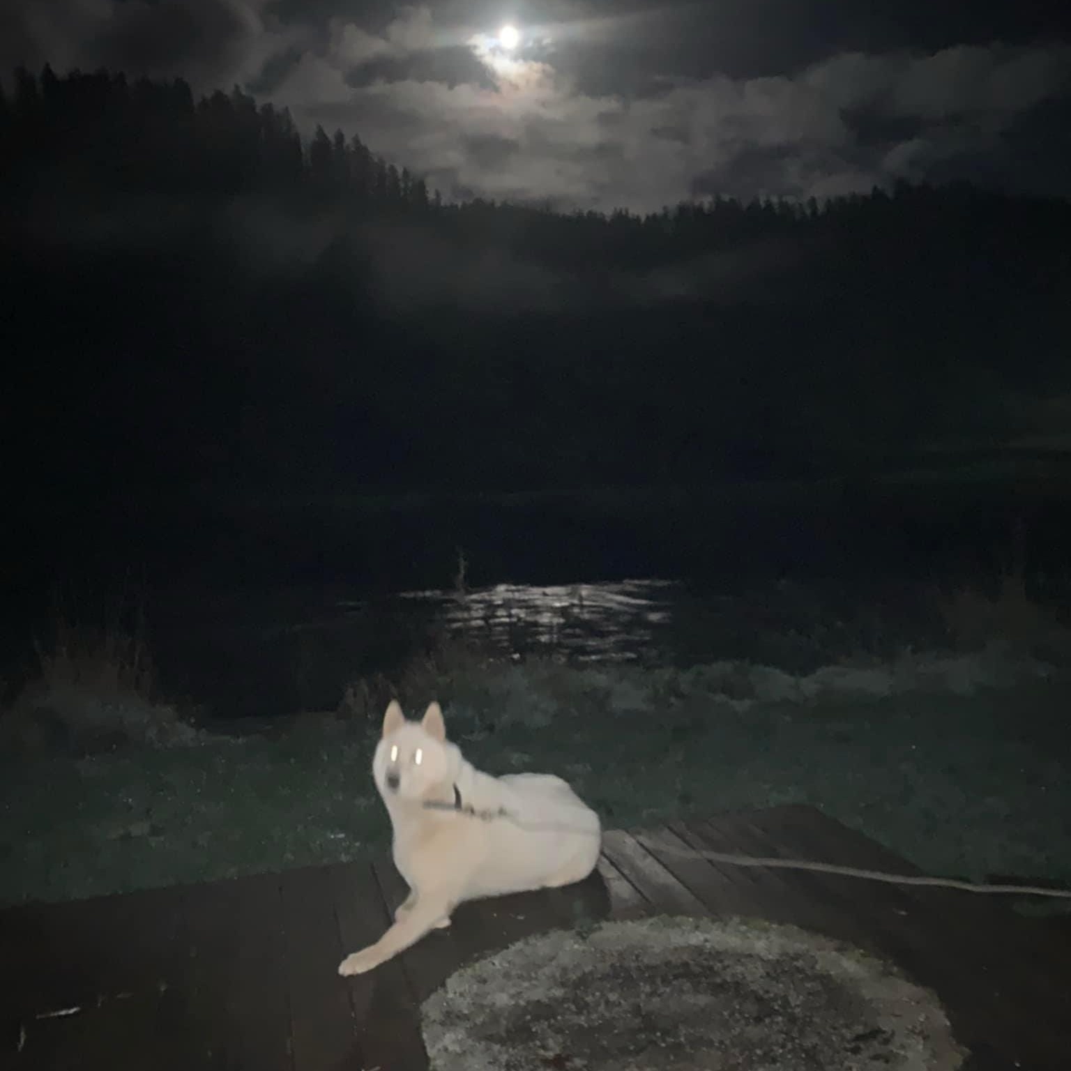 Enlarge Kiska, a Adoptable Husky in Tillamook, OR image 1/4