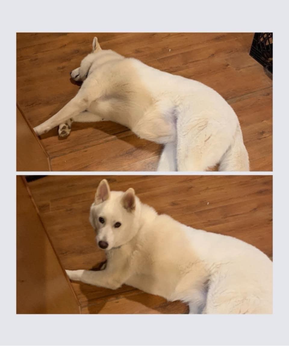 Kiska, a Adoptable Husky in Tillamook, OR image 3/4