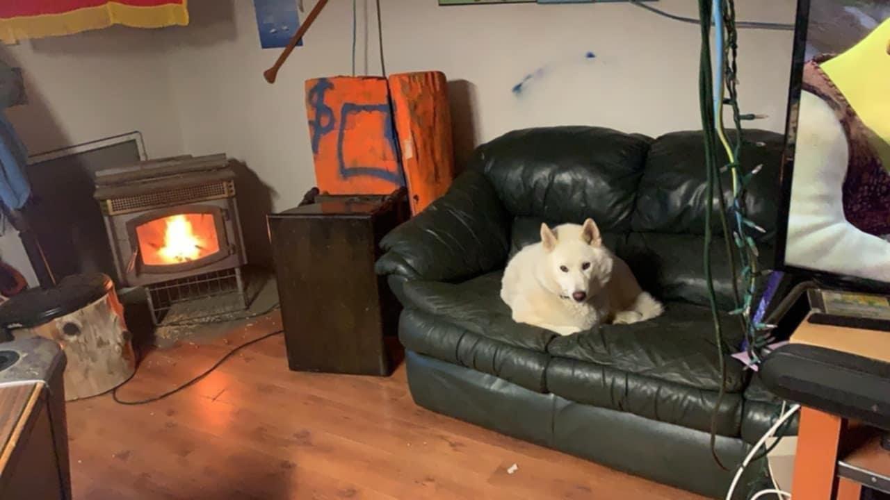Kiska, Adoptable, Adult Female Husky.