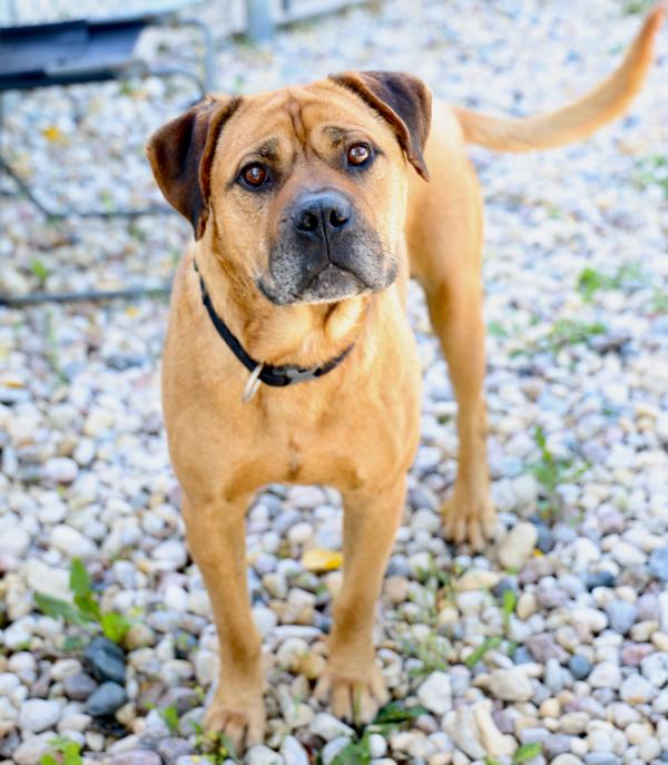 Chomper, Adoptable, Adult Male Mixed Breed.
