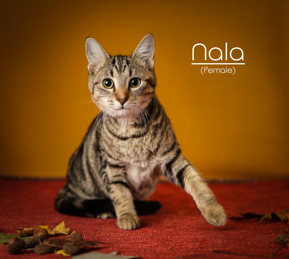 Nala, a Adoptable Domestic Short Hair in Morganton, NC image 1/6