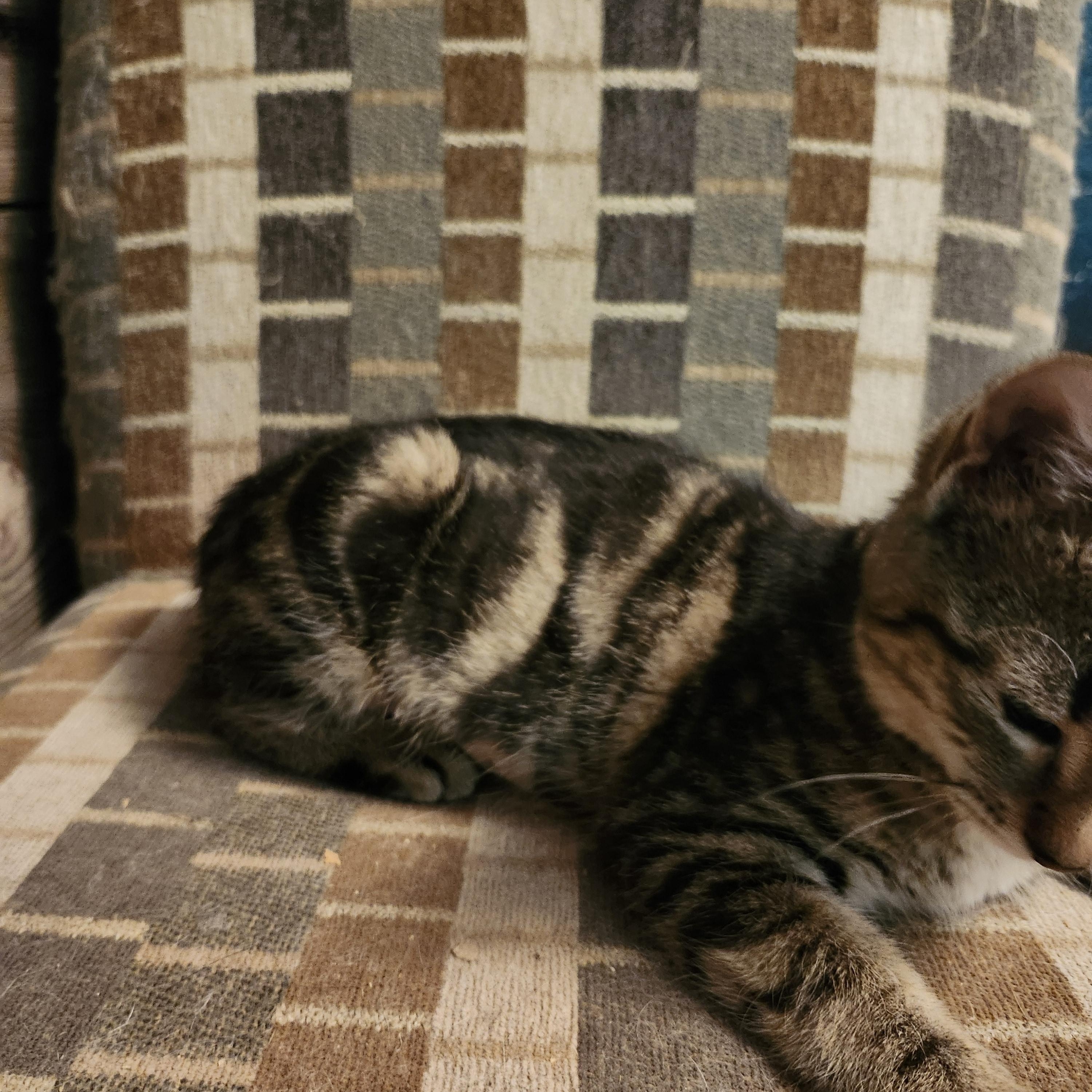 Nala, a Adoptable Domestic Short Hair in Morganton, NC image 3/6