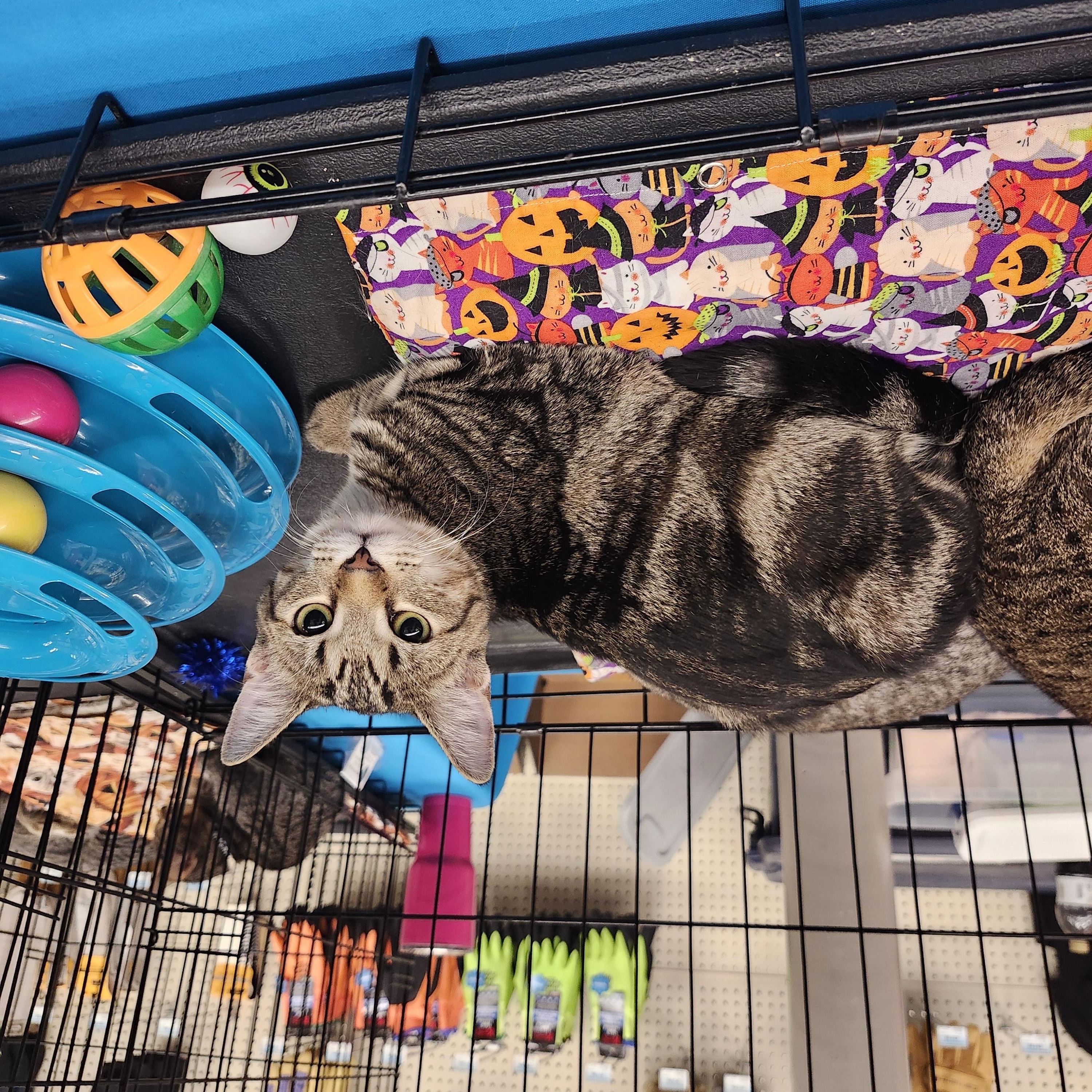 Nala, a Adoptable Domestic Short Hair in Morganton, NC image 4/6