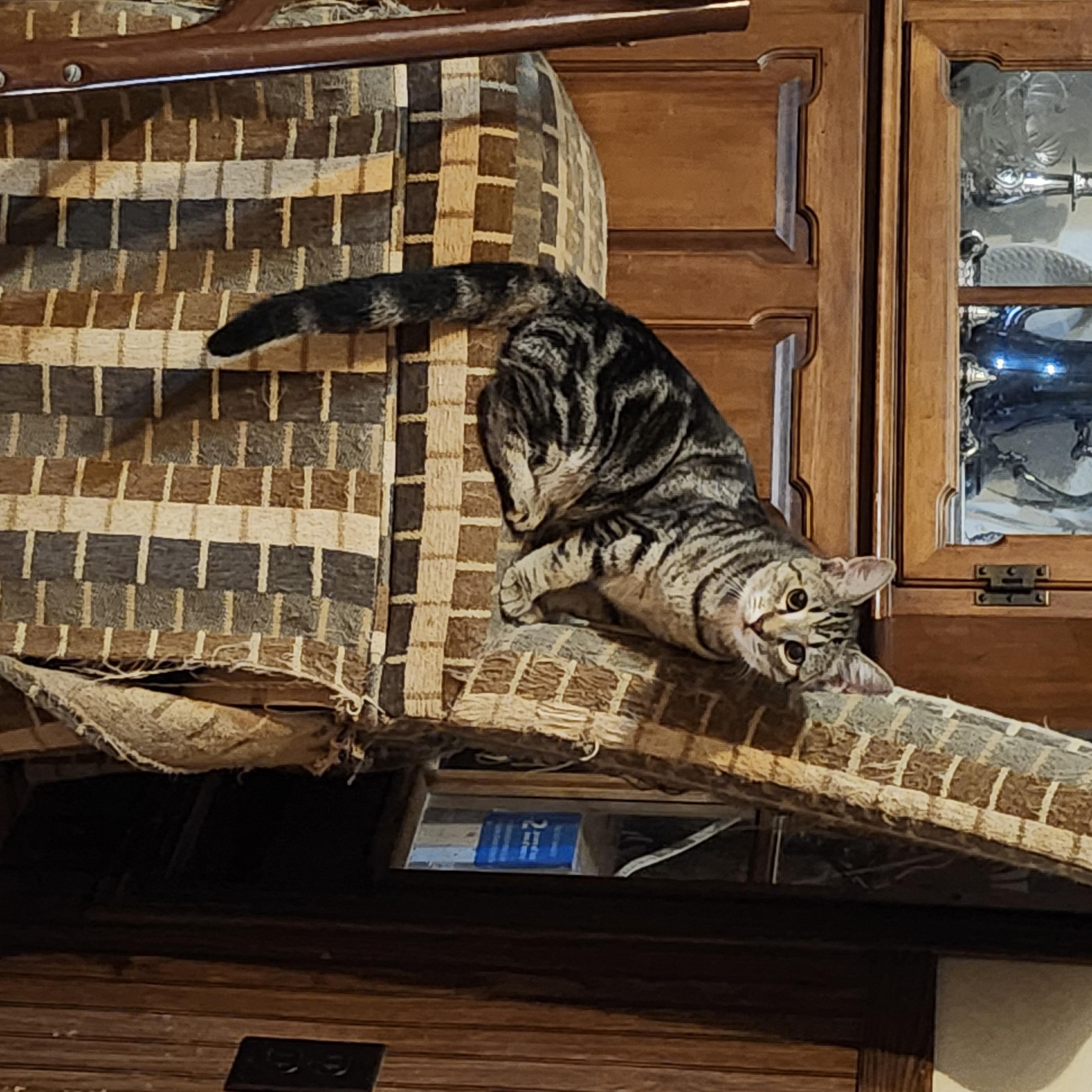 Nala, a Adoptable Domestic Short Hair in Morganton, NC image 5/6