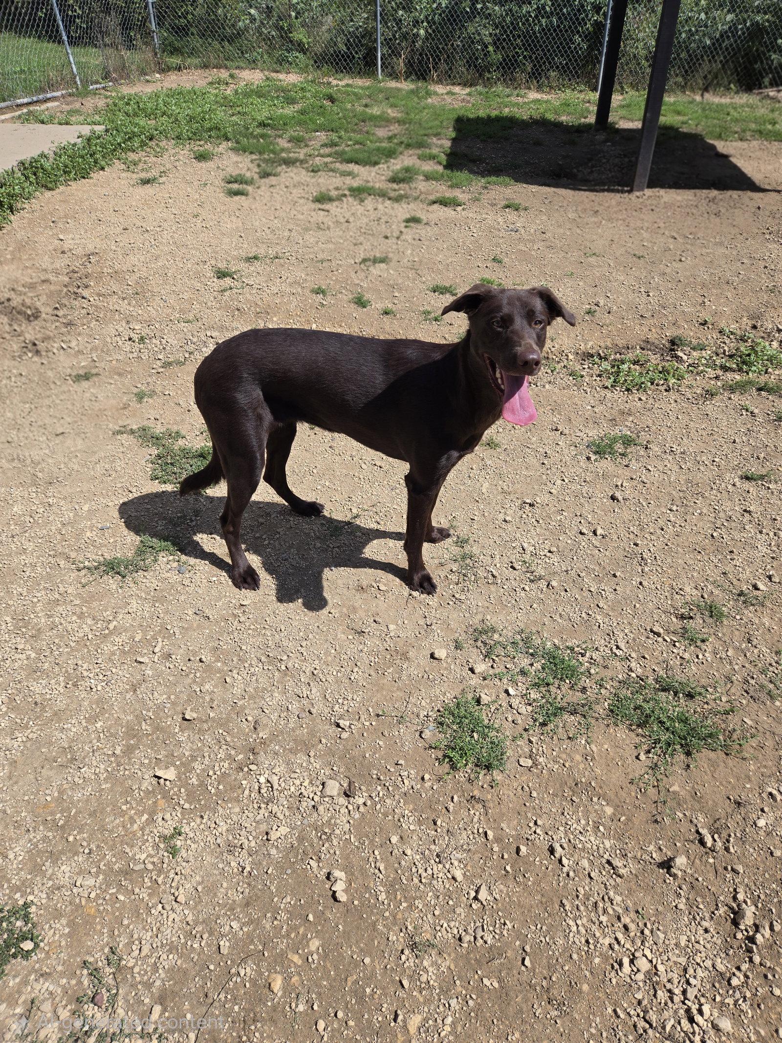 Daisy, Adoptable, Adult Female Chocolate Labrador Retriever & Shepherd.