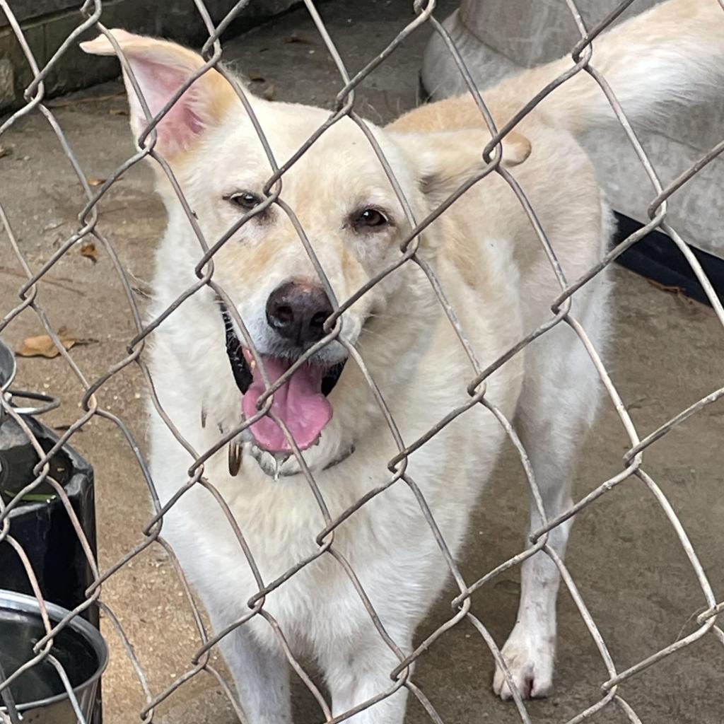 Enlarge Polly, a Adoptable Labrador Retriever in Enterprise, AL image 1/6