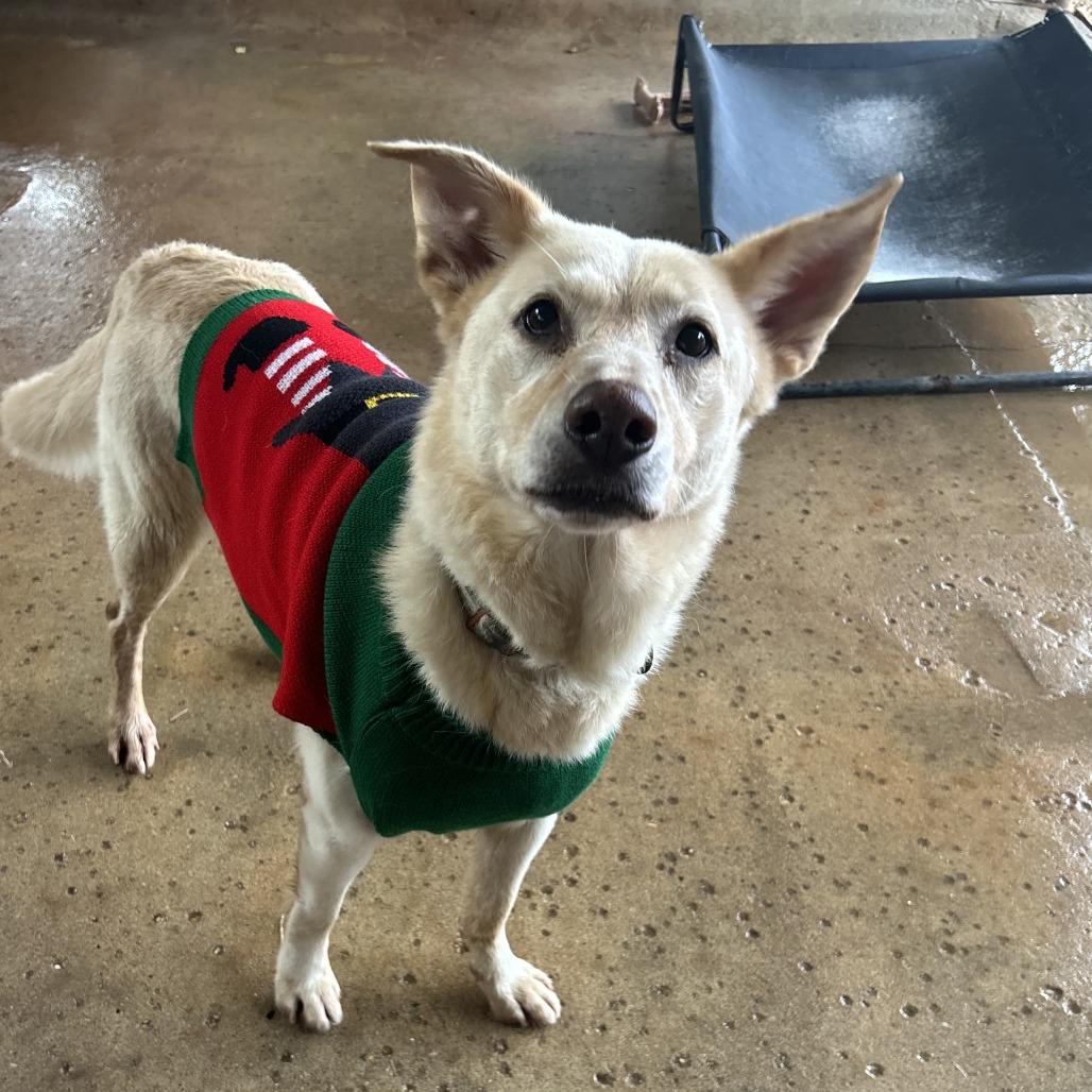 Enlarge Polly, a Adoptable Labrador Retriever in Enterprise, AL image 2/6