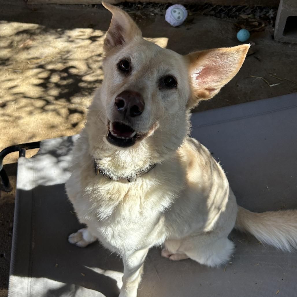 Enlarge Polly, a Adoptable Labrador Retriever in Enterprise, AL image 6/6
