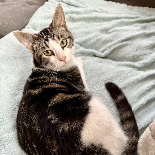 Kenneth, a Adoptable Domestic Short Hair in Georgetown, KY image 1/6