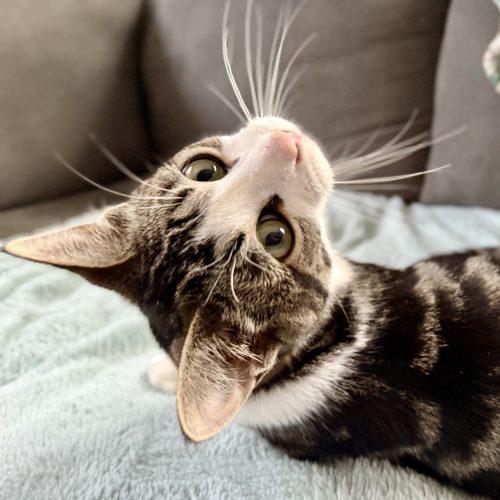 Kenneth, a Adoptable Domestic Short Hair in Georgetown, KY image 3/6