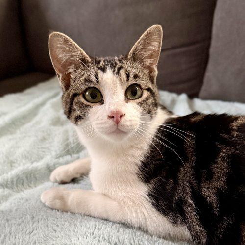 Kenneth, a Adoptable Domestic Short Hair in Georgetown, KY image 4/6