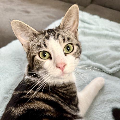 Kenneth, a Adoptable Domestic Short Hair in Georgetown, KY image 5/6