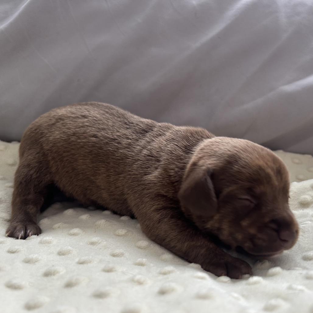 Rosemary, Adoptable, Puppy Female Pit Bull Terrier & Chihuahua.