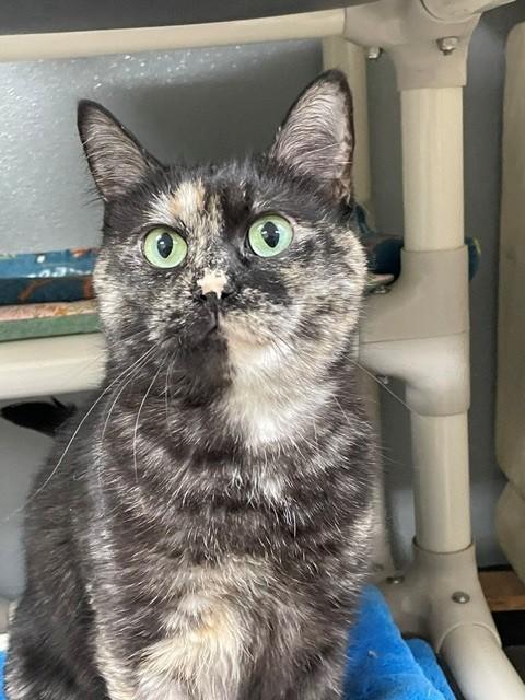 Macie, Adopted, Adult Female Domestic Short Hair.