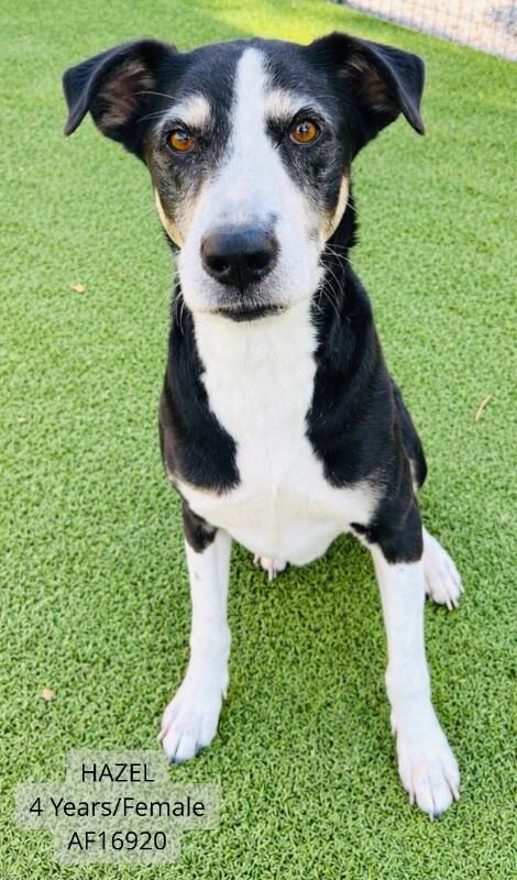 Hazel, Adoptable, Adult Female Coonhound & Mixed Breed.