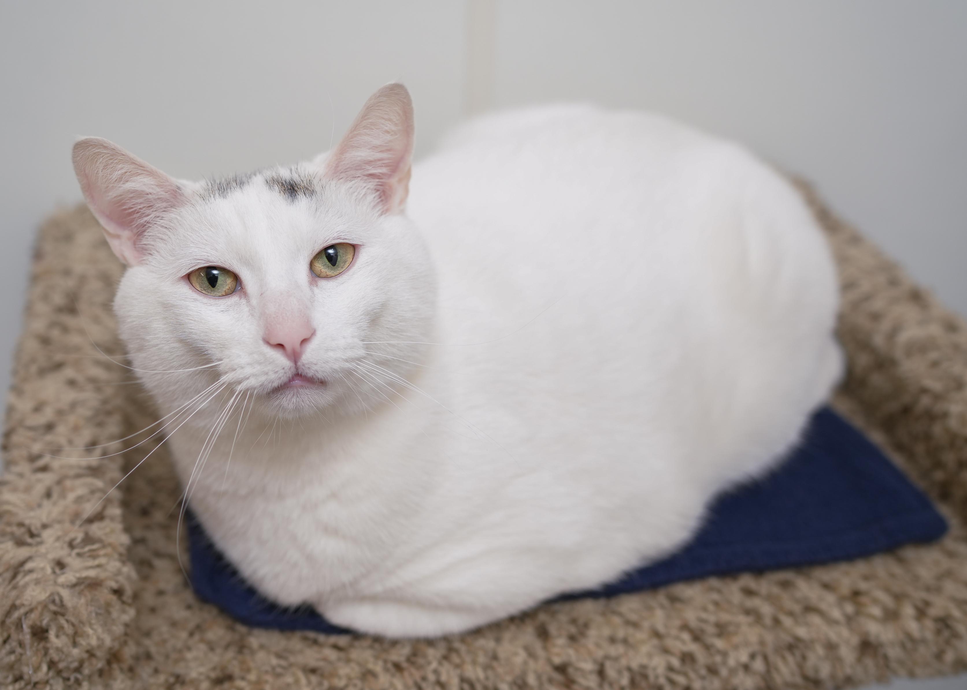Oval, ADOPTABLE, Adult Male Domestic Short Hair.
