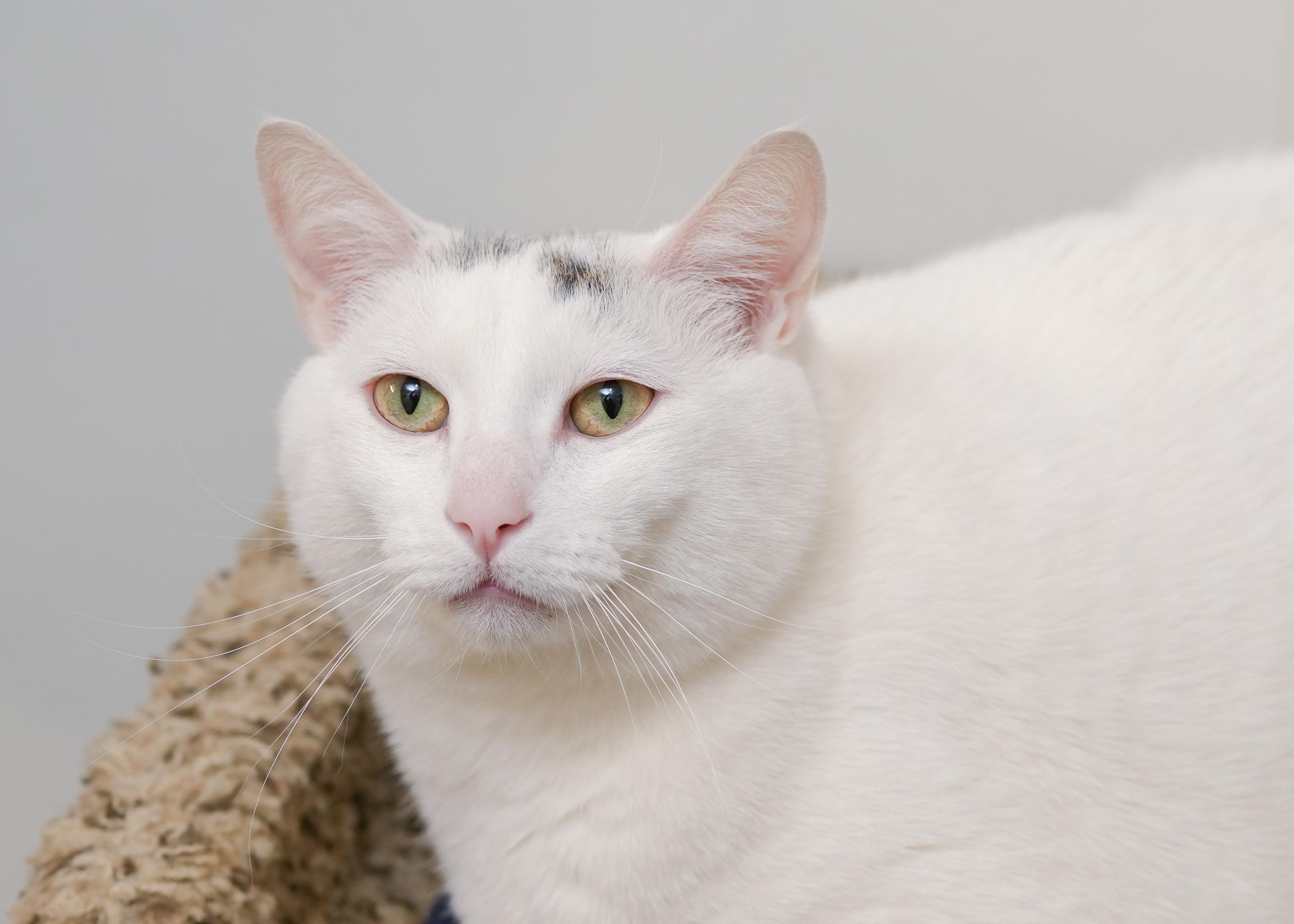 Enlarge Oval, a ADOPTABLE Domestic Short Hair in Boise, ID image 2/3