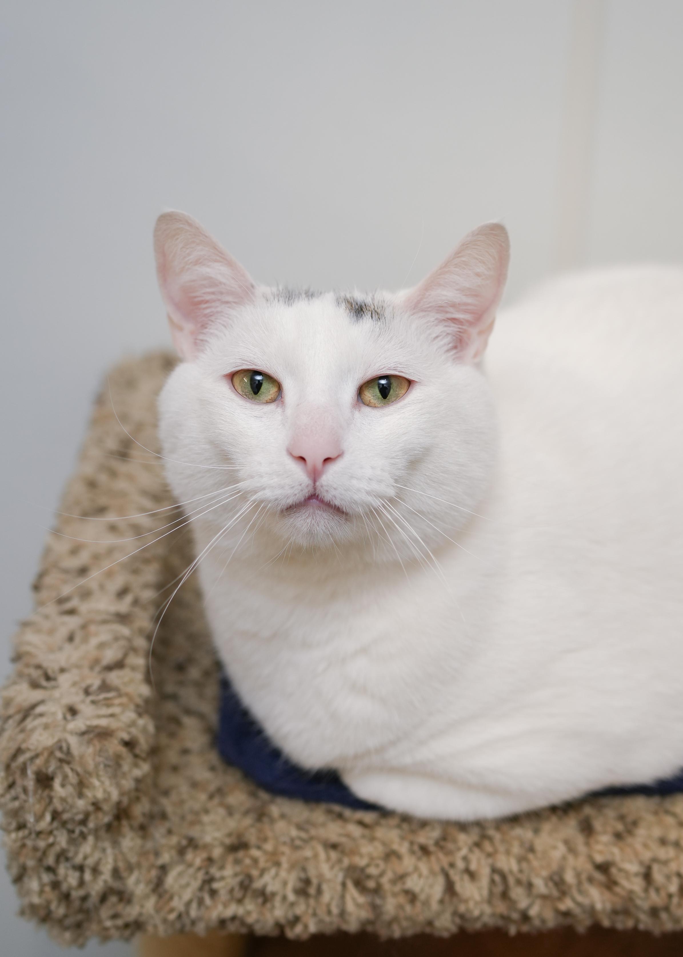 Enlarge Oval, a ADOPTABLE Domestic Short Hair in Boise, ID image 3/3