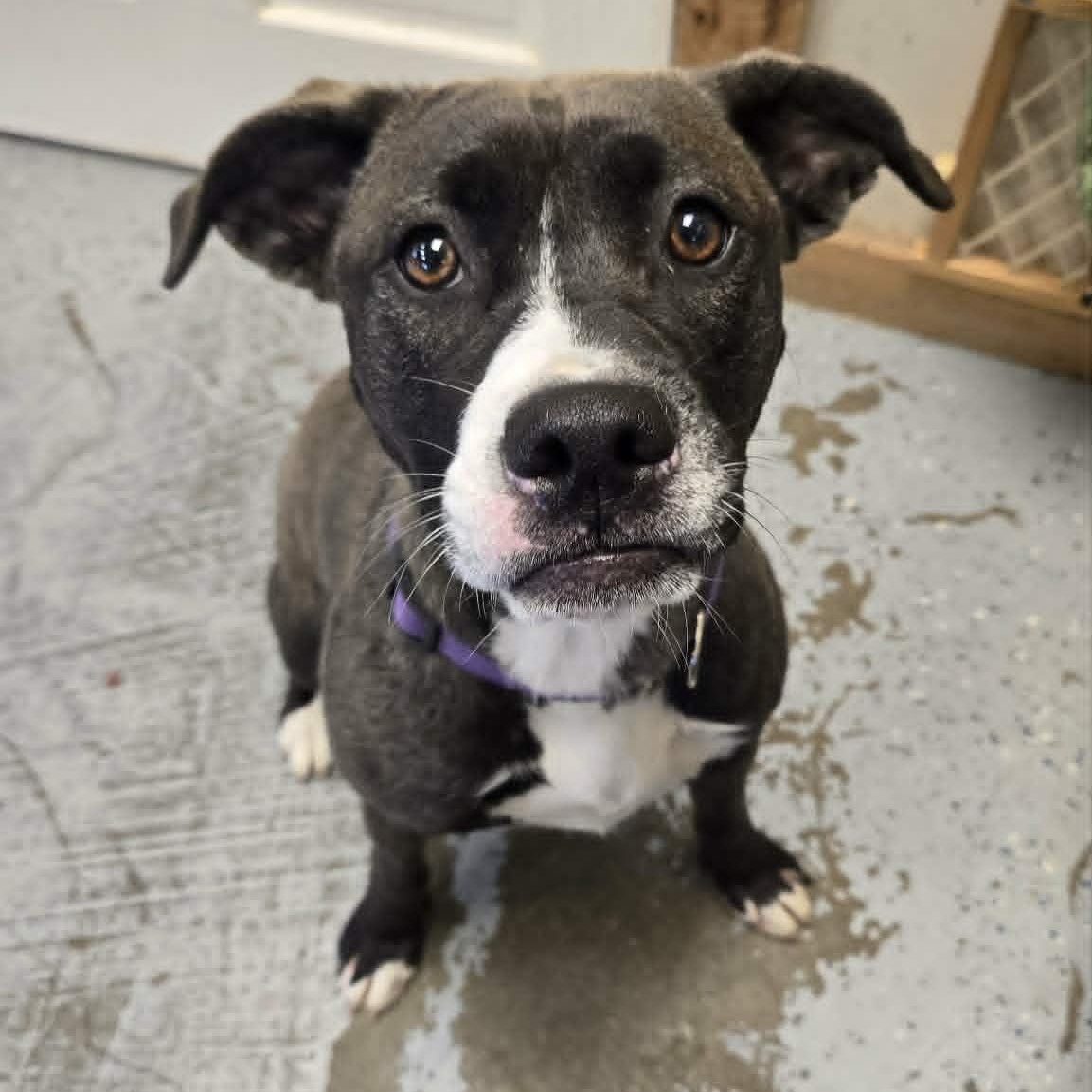 Idgie, a ADOPTABLE mixed breed in Martinsville, IN image 2/3