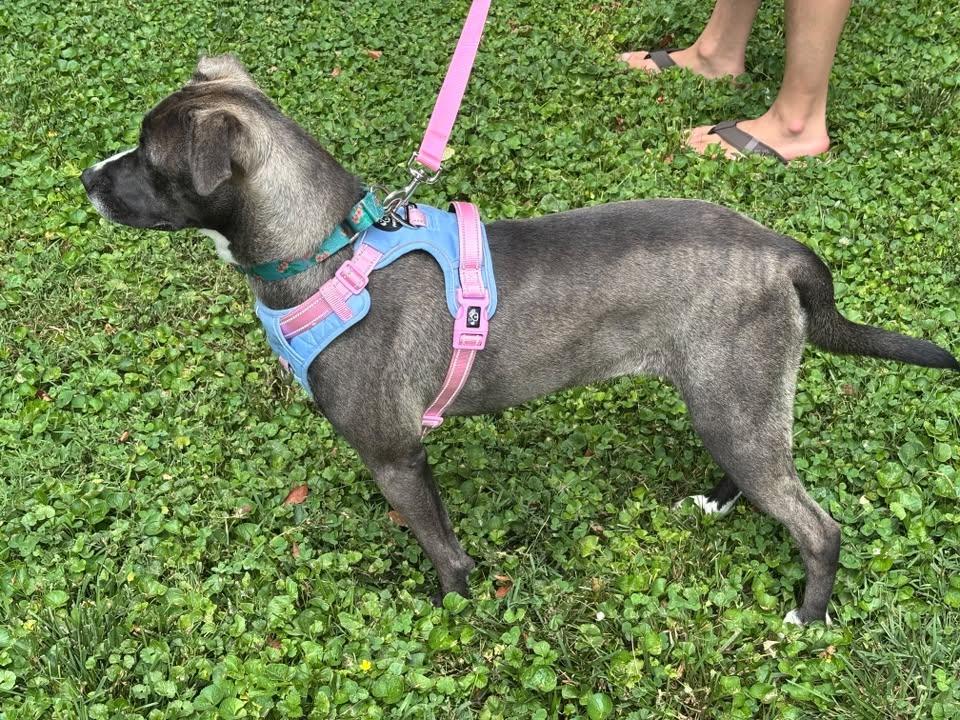 Enlarge Idgie, a ADOPTABLE mixed breed in Martinsville, IN image 2/5