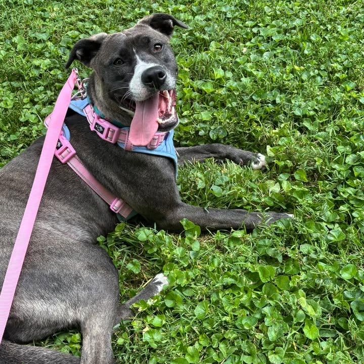 Enlarge Idgie, a ADOPTABLE mixed breed in Martinsville, IN image 1/5