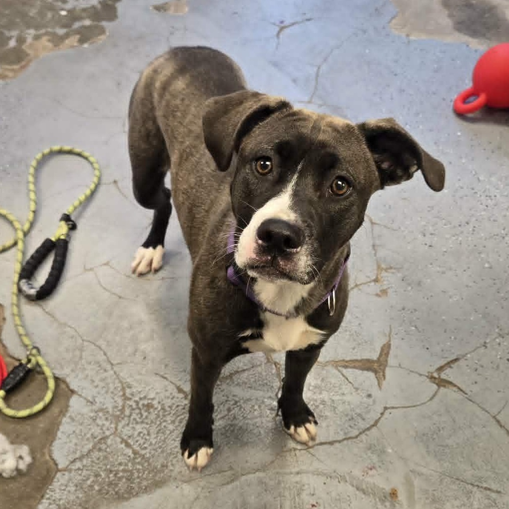 Idgie, a ADOPTABLE mixed breed in Martinsville, IN image 3/3
