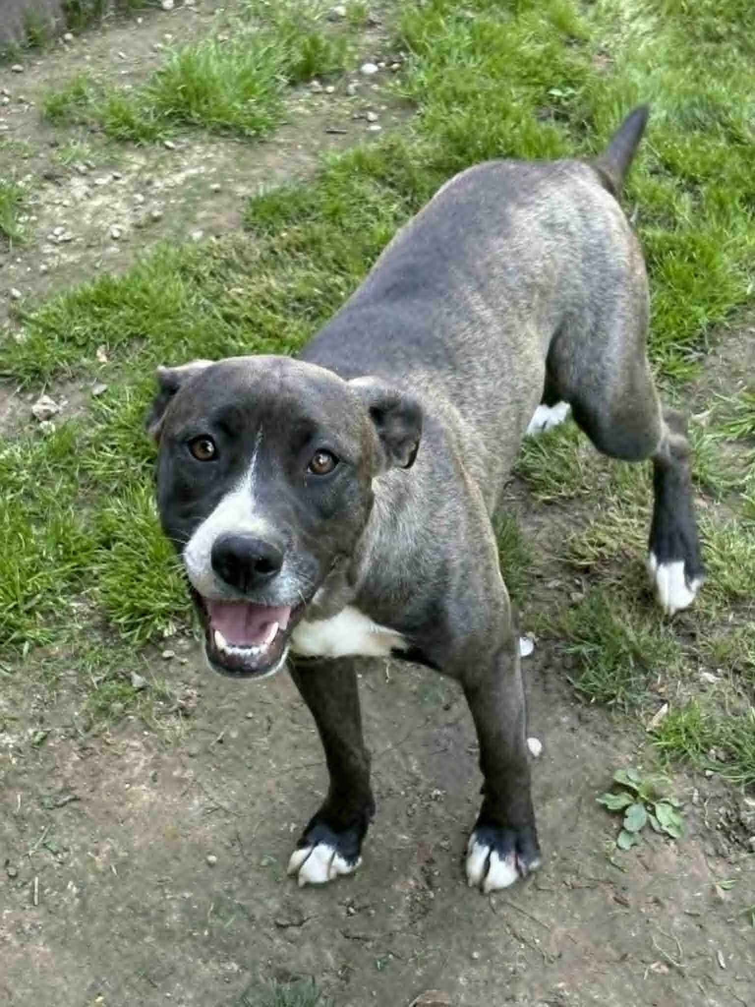 Idgie, a ADOPTABLE mixed breed in Martinsville, IN image 1/3