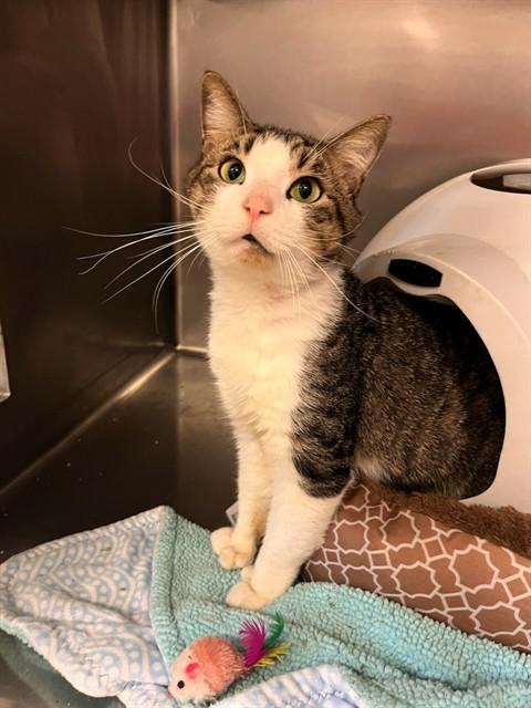 Enlarge GOVERNOR, a Adoptable Domestic Short Hair in Brewster, MA image 1/1