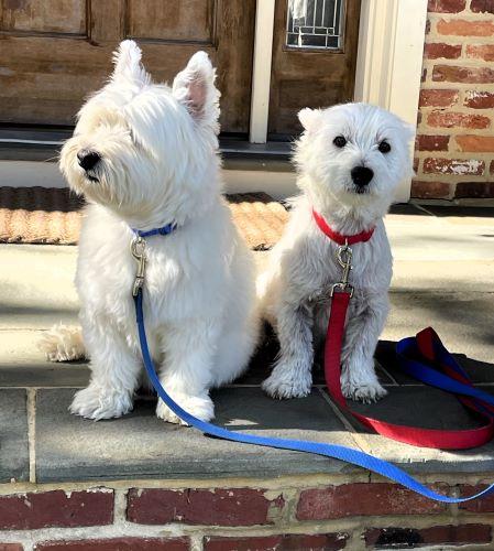 Stan and Dave, ADOPTABLE, Senior Male West Highland White Terrier / Westie.