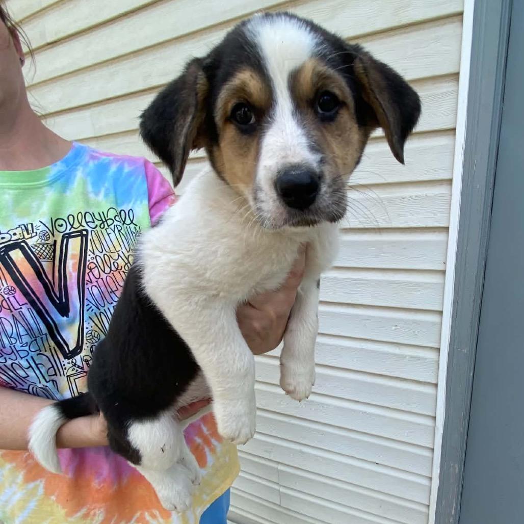 Spruce, Adoptable, Puppy Male Border Collie.