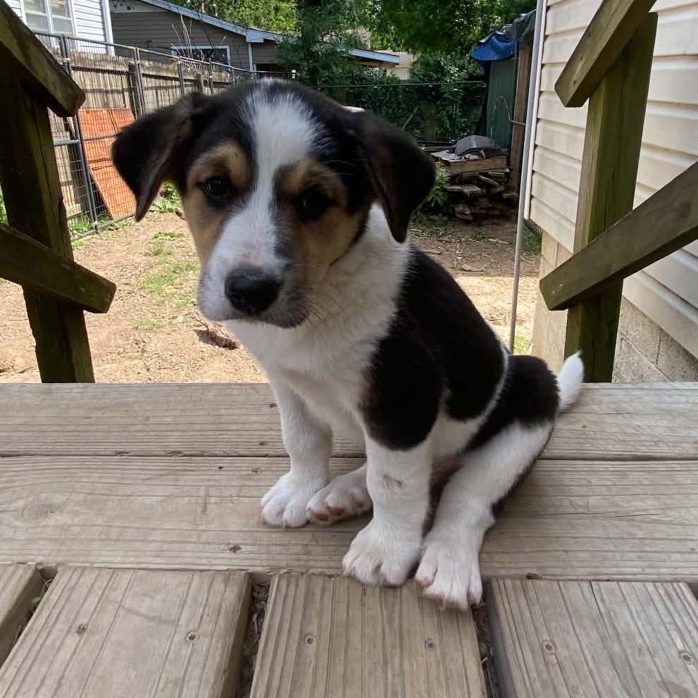 Spruce, a Adoptable Border Collie in Pineville, MO image 2/4