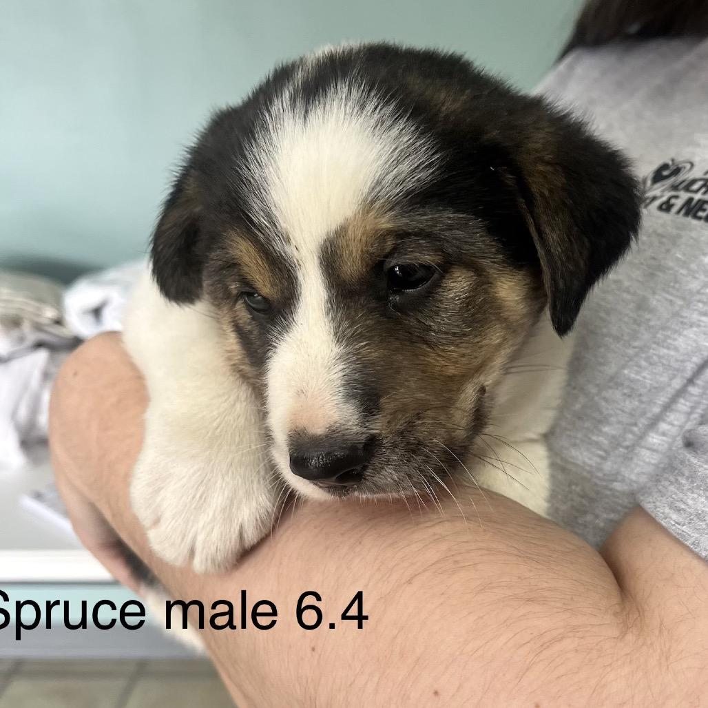 Spruce, a Adoptable Border Collie in Pineville, MO image 3/4