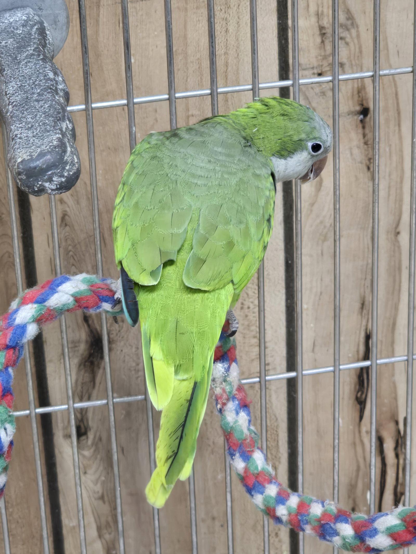 Enlarge Ivan, a Adoptable Quaker Parakeet in Inverness, FL image 1/1