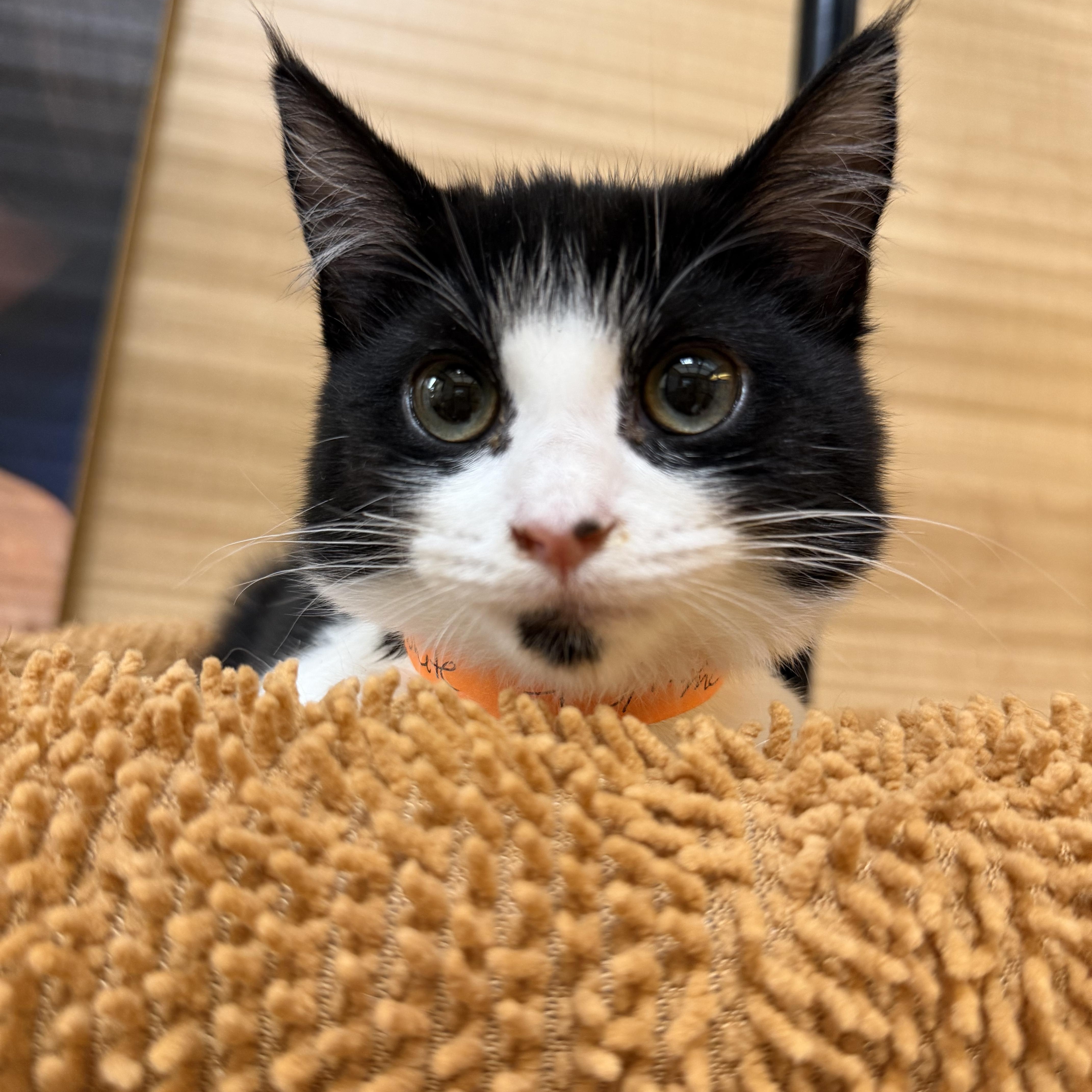 Kittens, ADOPTABLE, Kitten Male Domestic Medium Hair.