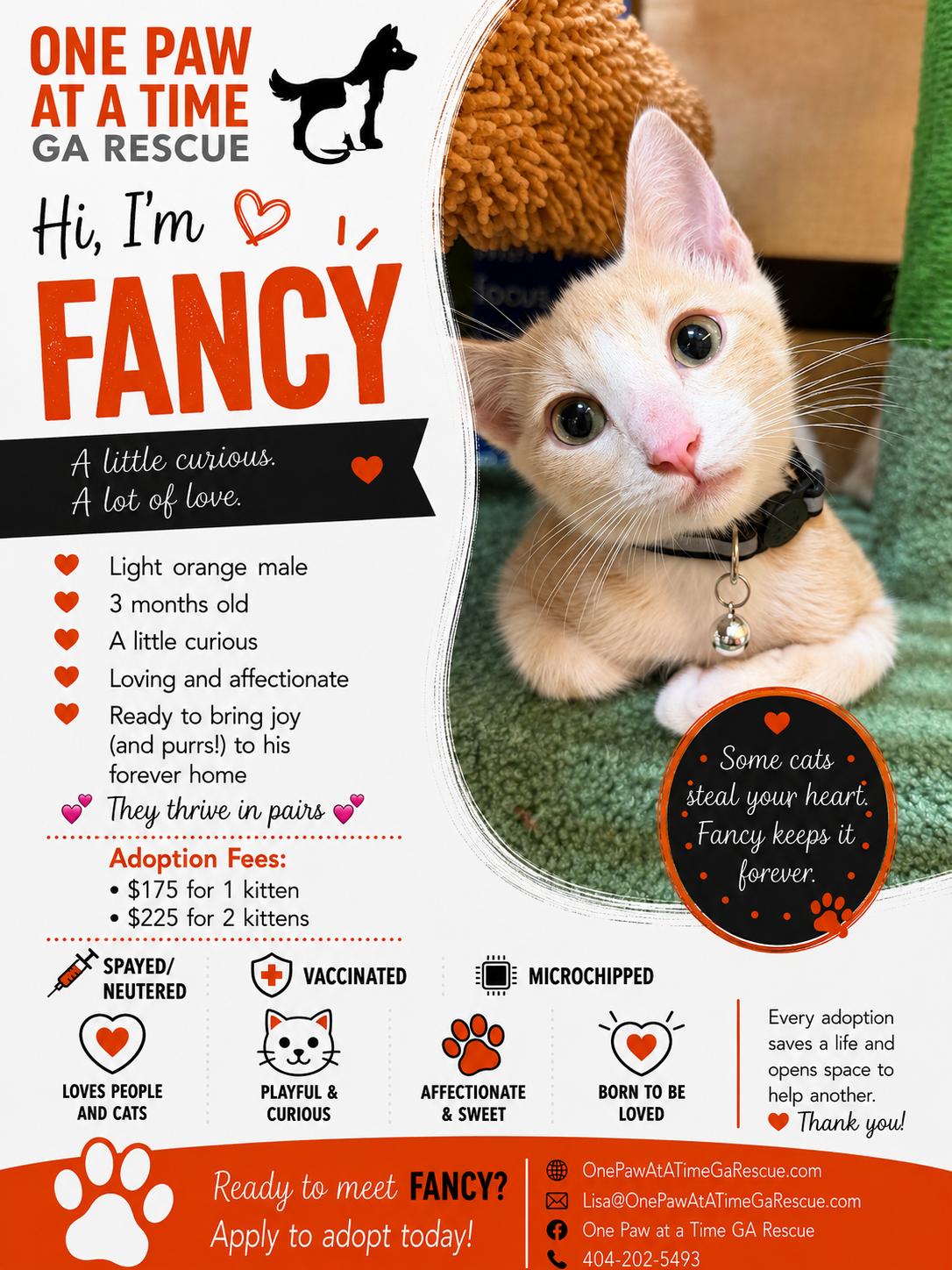 Enlarge Kittens, a ADOPTABLE Domestic Medium Hair in atlanta, GA image 5/5