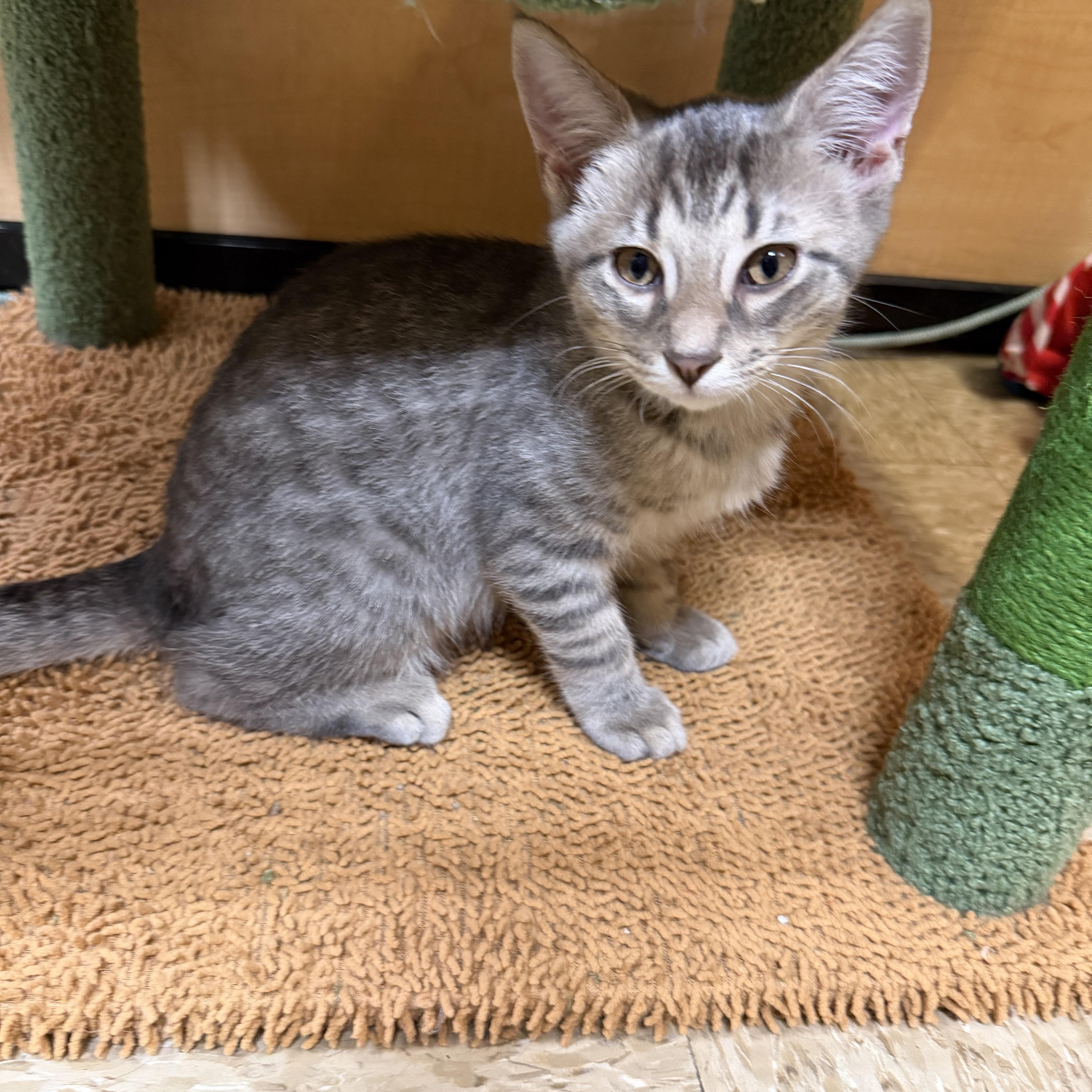 Enlarge Kittens, a ADOPTABLE Domestic Medium Hair in atlanta, GA image 2/6