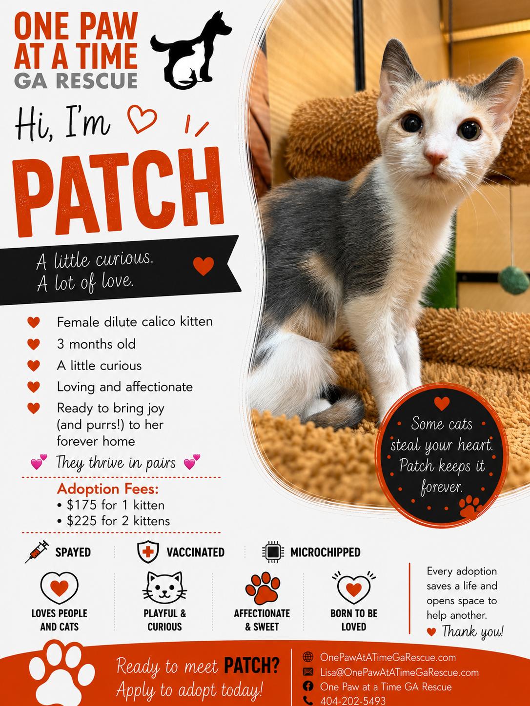 Enlarge Kittens, a ADOPTABLE Domestic Medium Hair in atlanta, GA image 4/5